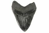 Fossil Megalodon Tooth - Georgia #121158-3